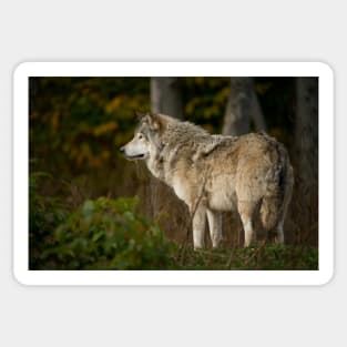 Timber Wolf Sticker